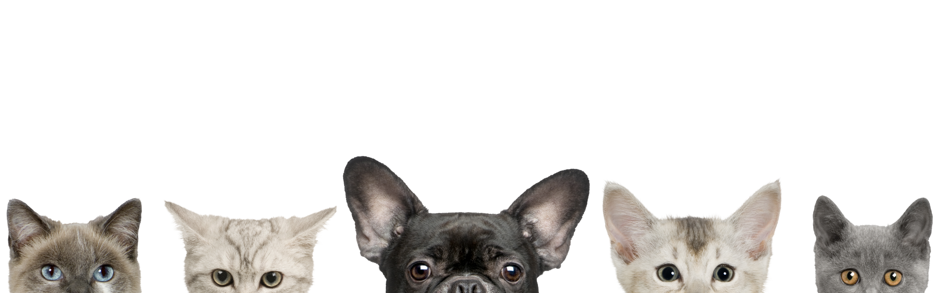 Photo of cats and dogs faces peaking over an edge.