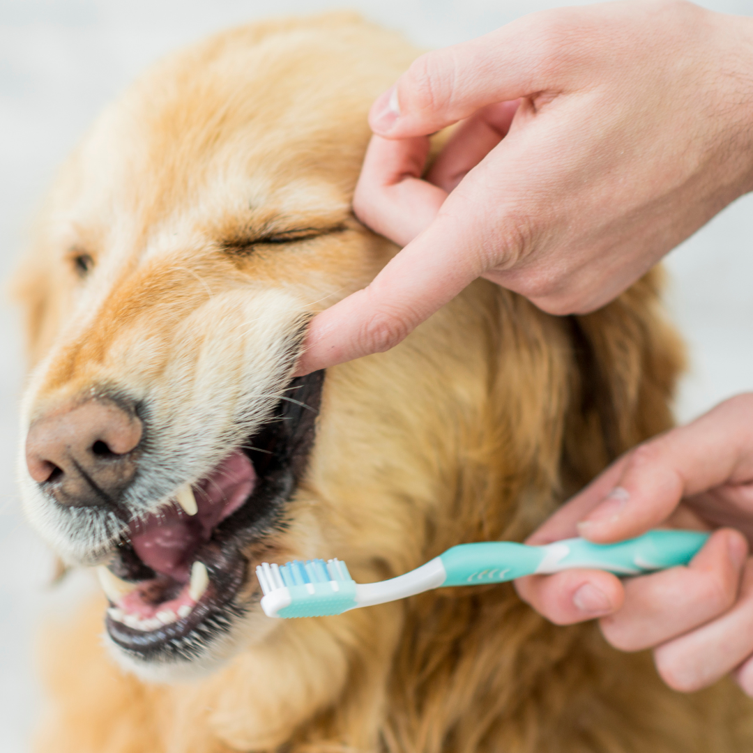 Golden Retriever getting his teeth brushed. Pet owner is pulling his mouth back to expose his teeth as they lean in with a toothbrush.