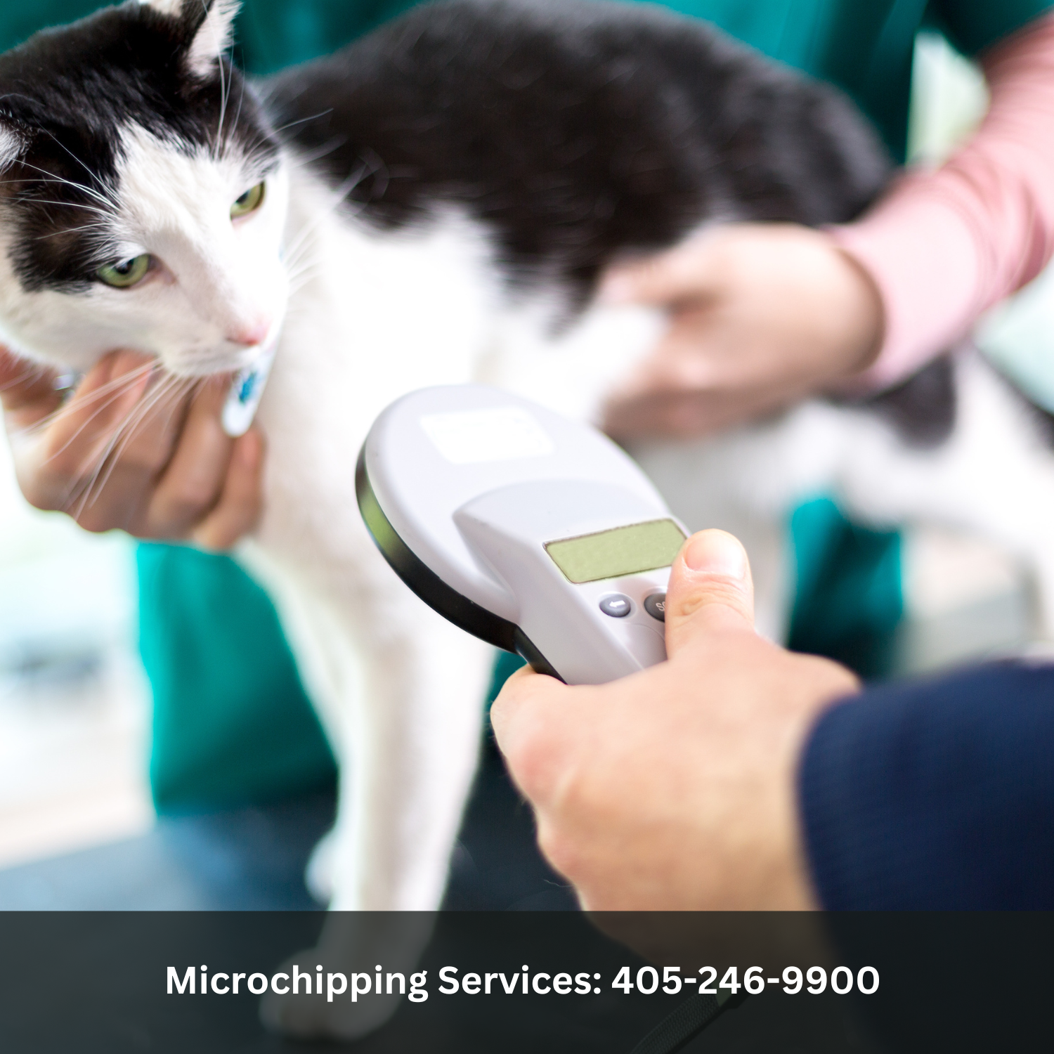 Cat is scanned for microchips.