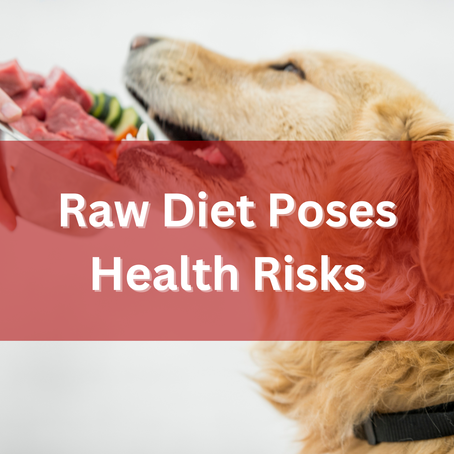 Golden retriever leans towards a bowl of food that appears to be raw meat and veggies.