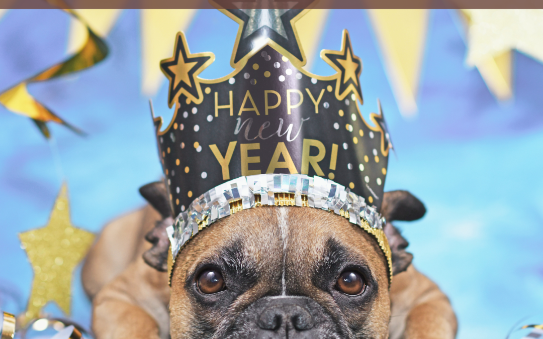 Dog has a New Year's hat on laying down.