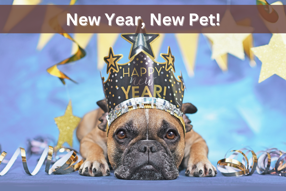 Dog laying down with a new year's hat on.