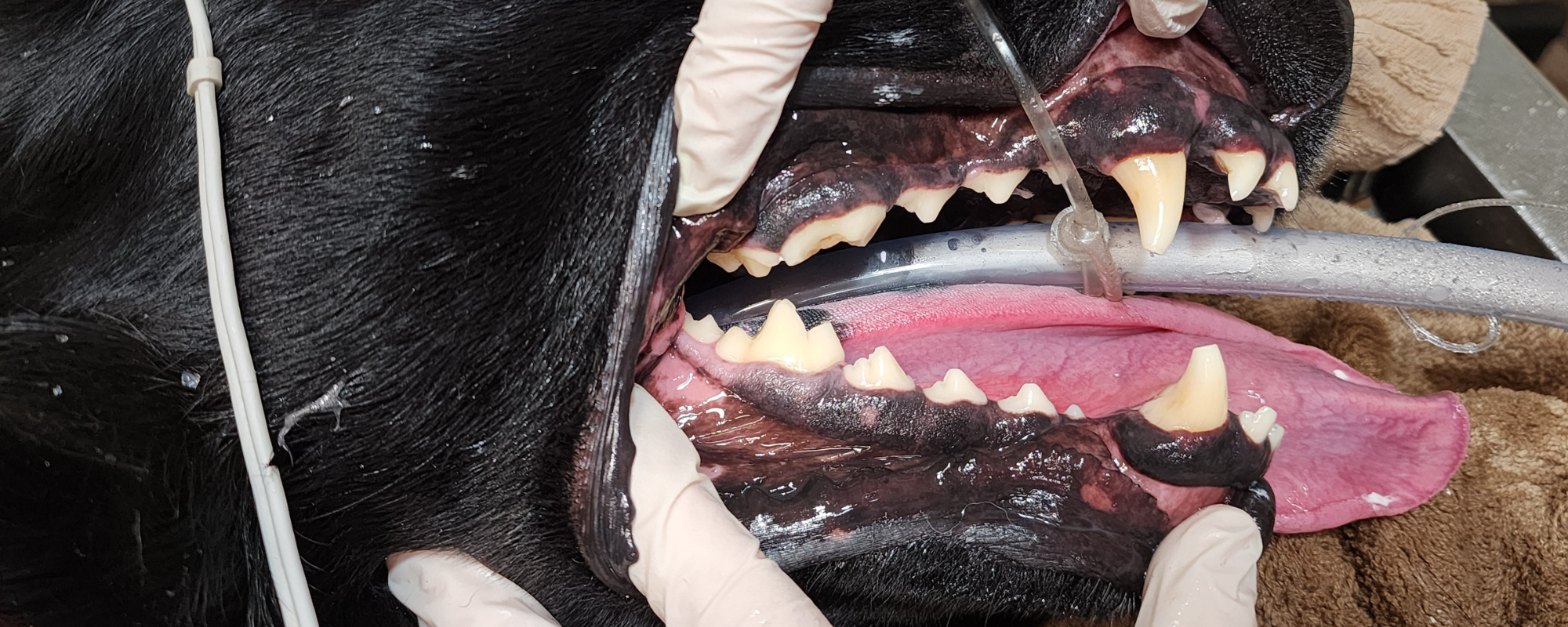 Sedated dog focus on mouth and teeth while technician holds open the jowls to show the recently cleaned teeth.