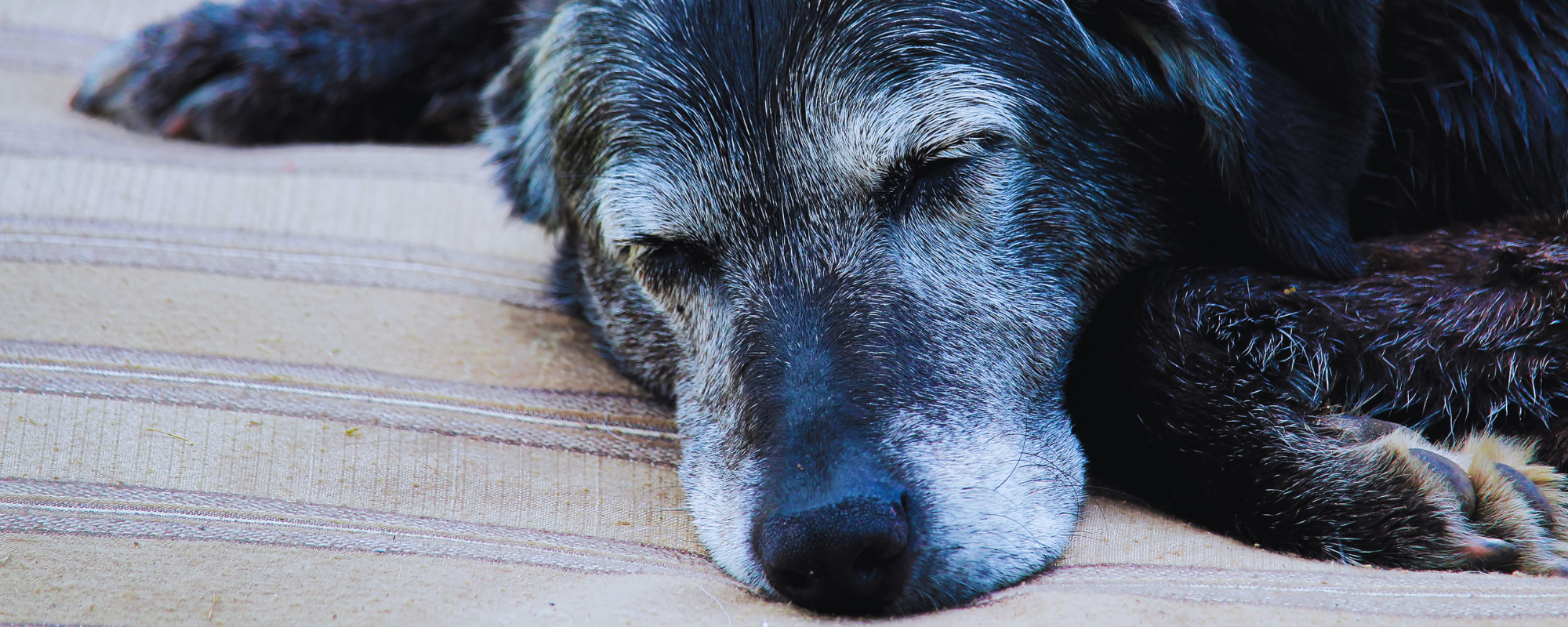 Old dog with greyed face laying on soft surface.