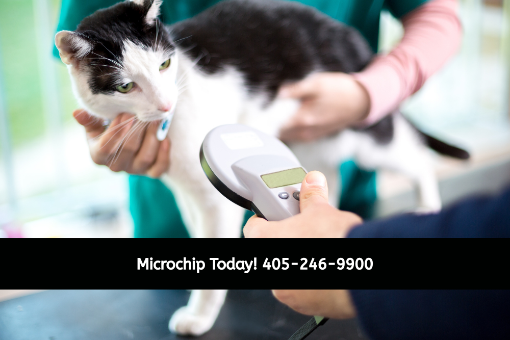 Cat being scanned for a microchip. Text reads "Microchip today (405)246-9900"