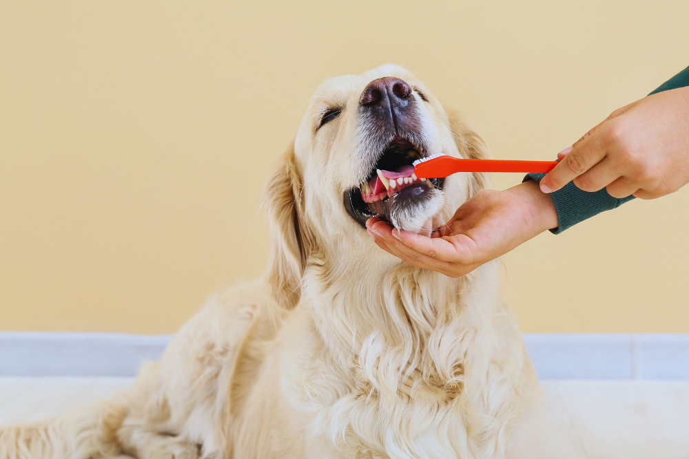 Celebrating National Pet Dental Health Month