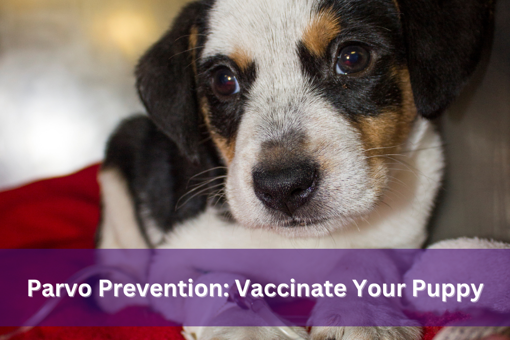 Photo of a puppy laying on a blanket.