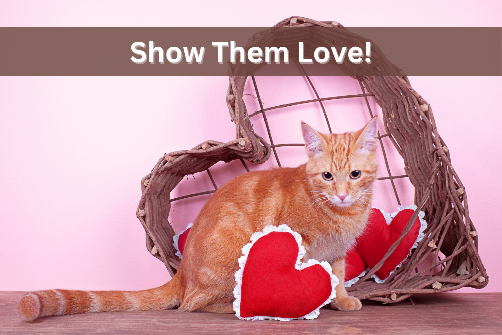 Cat stands in front of a heart shaped basket with a heart shaped pillow in front of it.