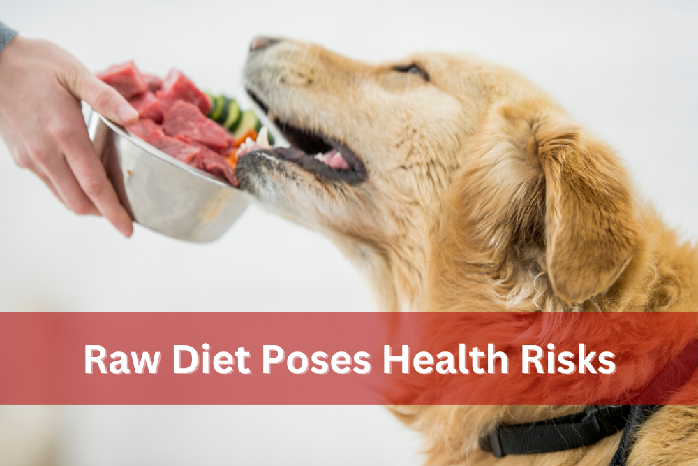 Golden retriever leans towards a bowl of food that appears to be raw meat and veggies.