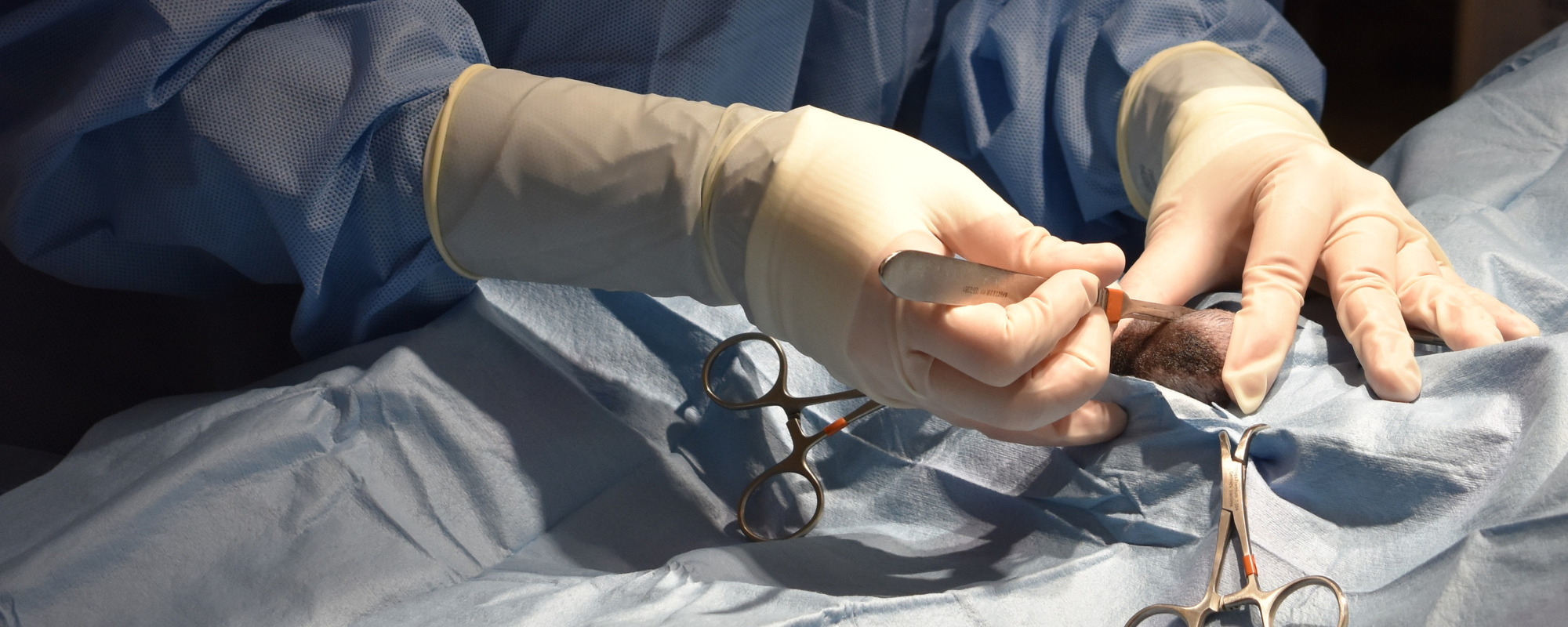 Up close view of hands in gloves performing surgery on an animal patient.