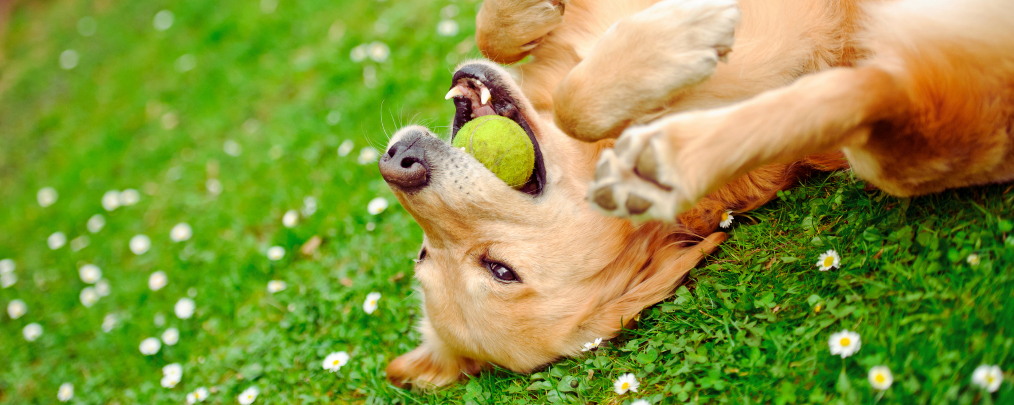 Golden Retriever laying on its back in the grass with a tennis ball in its mouth.