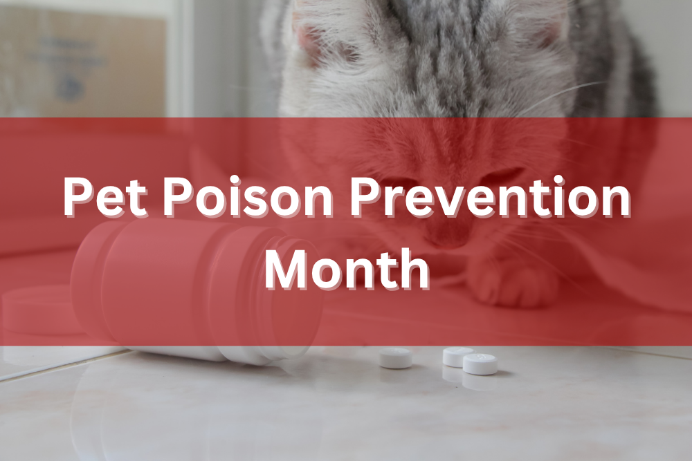 Safeguarding Your Pets: National Poison Prevention Week Awareness