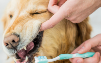 Celebrating National Pet Dental Health Month