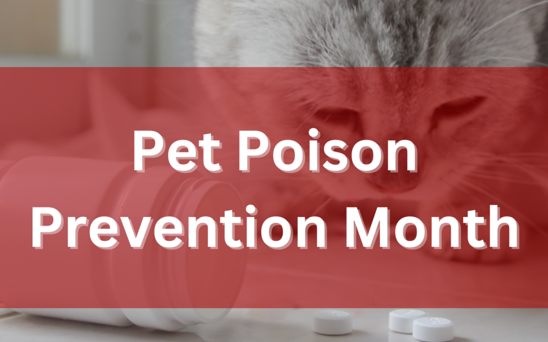 Safeguarding Your Pets: National Poison Prevention Week