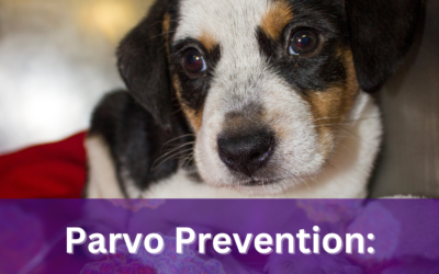 The Importance of Puppy Vaccines to Prevent Parvo